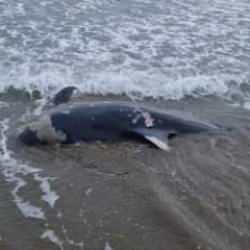 Adana'da &ouml;l&uuml; yunus sahile vurdu