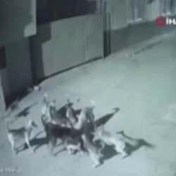 Adana'da sokak k&ouml;pekleri dehşet sa&ccedil;tı