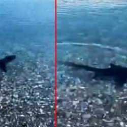 Muğla kıyılarında k&ouml;pek balığı şaşkınlığı! Avlanırken g&ouml;r&uuml;nt&uuml;lendi