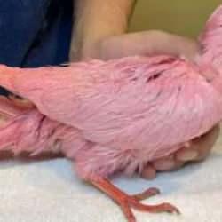 Cinsiyet partisi i&ccedil;in pembeye boyanmış g&uuml;vercin bulundu