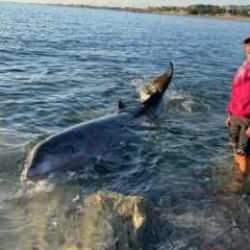 Depremzede aile, kıyıya vuran dev yunusu kurtardı