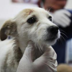 Enkazda sahiplerini kaybeden 'Afet' isimli k&ouml;peğe Gaziantep B&uuml;y&uuml;kşehir sahip &ccedil;ıktı!