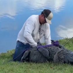 Florida'da k&ouml;peğini gezdiren kadın, timsah saldırısında hayatını kaybetti