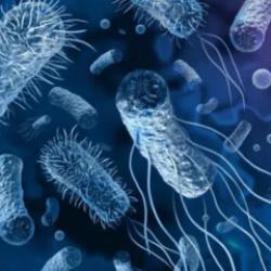 Kolera hastalığı belirtileri? Kolera insandan insana bulaşır mı? Tedavisi var mı?