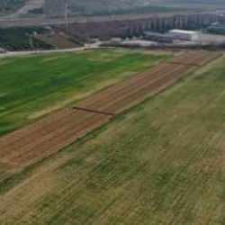 Kuraklık yaşanan İzmir'de &ccedil;ift&ccedil;i tahıl rekoltesinden endişeli
