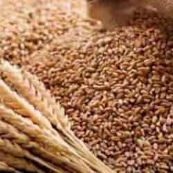 TMO, 300 bin ton buğday aldı