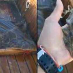 Yer: &Ccedil;anakkale! Nesli tehlikedeki k&ouml;pek balığı teknede doğum yaptı