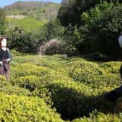 Karadeniz'e kuraklık uyarısı! Yağışların artması da yetmiyor