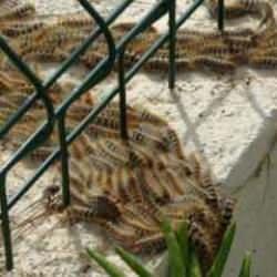 Mahalle sakinleri korku i&ccedil;inde! S&uuml;r&uuml;ler halinde binalara giriyorlar