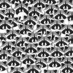 Büyüteç isteyen zeka testi: Rakunların arasındaki pandayı 6 saniyede bul!