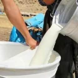 İnek sütü miktarı ocakta yüzde 4,4 arttı