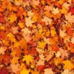 Dedektif olacağınız zeka testi: Kuru yapraklar arasındaki kelebeği 7 saniyede bul!