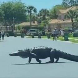 Devasa timsah sokakta y&uuml;r&uuml;rken g&ouml;r&uuml;nt&uuml;lendi