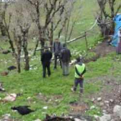 Beldeye inen kurt s&uuml;r&uuml;s&uuml; dehşet sa&ccedil;tı