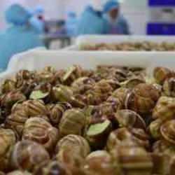 Deniz salyangozundan 3,2 milyon dolar gelir