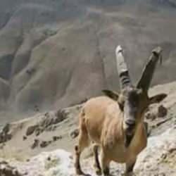 Nesli tehlikede olan yaban ke&ccedil;ileri b&ouml;yle g&ouml;r&uuml;nt&uuml;lendi