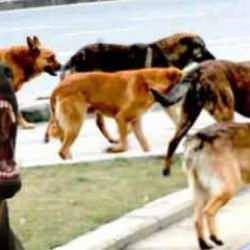 Popülasyon artışında korkunç ivme: 1 çift köpek bakın 3 yılda kaç köpek demek!