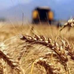 Buğday ve ayçiçek yağı fiyatı sert düştü