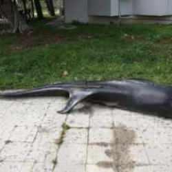 Mersin'de dev yunus balığı bu halde bulundu