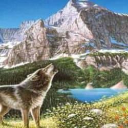 Kurt gibi iz süreceğiniz zeka testi! 6 saniyede gizlenen 4 kurdu yalnızca keskin bakışlılar bulabiliyor