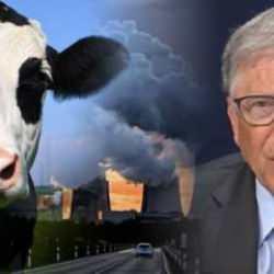 Suçlu sığırlar mı, 'böcek ye' diyen baronlar mı? Gıda güvenliği tehlikede