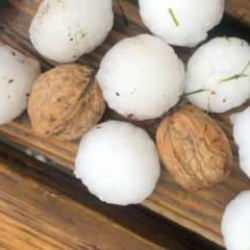 Denizli'de ceviz b&uuml;y&uuml;kl&uuml;ğ&uuml;nde dolu şoku! Milyonlarca liralık zarar var