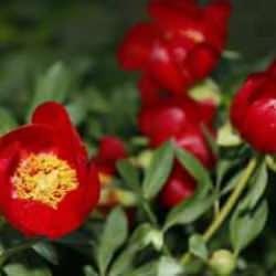 9. Şakayık Şenliği Şile'de başlıyor