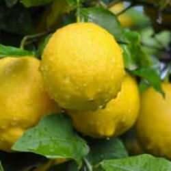 Limon, üreticide ucuz markette pahalı