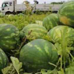 Adana karpuzu hasat i&ccedil;in g&uuml;n sayıyor