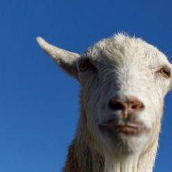 Yardım &ccedil;ığlığı ihbarına giden polisler, "&ccedil;ok &uuml;zg&uuml;n" bir ke&ccedil;iyle karşılaştı