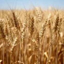 Tahıl koridoru anlaşmasıyla buğday fiyatlarında düşüş