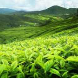 ÇAYKUR duyurdu: 48 bin 500 ton yaş çay alımı gerçekleşti! 