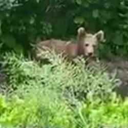 Bah&ccedil;esine giren ayıya isim taktı ve muhabbet etti