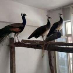 Evinde beslediği kuşlar şaşkına &ccedil;evirdi