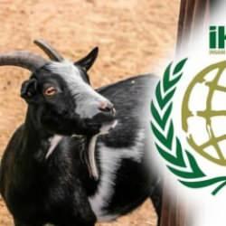 İHH kurban bağışı 2023 ne kadar? İHH kurban bağış fiyatları açıklandı!