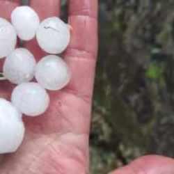 Malatya&rsquo;da ceviz b&uuml;y&uuml;kl&uuml;ğ&uuml;nde dolu s&uuml;rprizi!