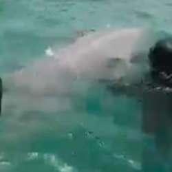 Sarıyer'de balık&ccedil;ıların ağına takılan yunusu Sualtı Arama Kurtarma Timi kurtardı