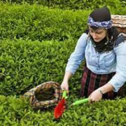 Türkiye'den çay ihracatı 5 ayda 14,9 milyon dolar oldu