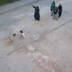 Her saniyesi korkunç! Başıboş köpek bir çocuğun yüzünü ısırdı...