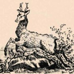 Zorlanacağınız zeka testinde geyik dışında saklı bir köpek bulunuyor! 7 saniyede gizli köpeği görebilecek misiniz?