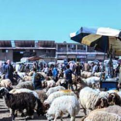 İdlib'de kurulan kurban pazarlarında hareketlilik başladı