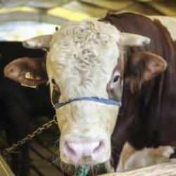 İzinsiz alanda kurban kesene 293 bin TL ceza! Hangi alanlarda kurban kesilmez?