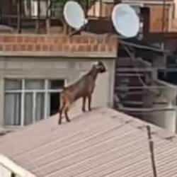 Mahalleli inat&ccedil;ı ke&ccedil;iyi &ccedil;atıdan indirmek i&ccedil;in seferber oldu