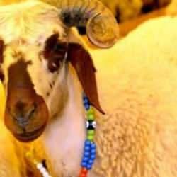 Kurban en geç ne zaman kesilir? Bayramın 4. günü kurban kesilir mi?