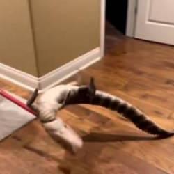 ABD'de 1.5 Metrelik Timsah Ev İ&ccedil;inde!