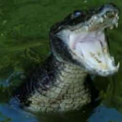 ABD&rsquo;de timsahın saldırdığı kadın &ouml;ld&uuml;