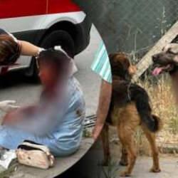 Ataşehir'de kadına saldıran köpeğin sahibi tutuklandı