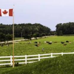 Bir emoji y&uuml;z&uuml;nden 61 bin dolar &ouml;demek zorunda kaldı!