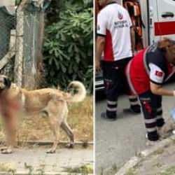 İstanbul'da korkunç köpek saldırısı! Kanlar içinde kalan kadın ağır yaralı