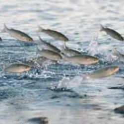 Türkiye'nin deniz ve tatlı su balıkları "kırmızı liste" ile korunacak